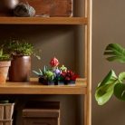 LEGO Icons 10309 Pozsgások