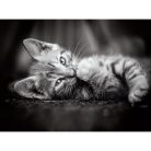 Clementoni 39422 High Quality Collection puzzle - Cica (1000 db)