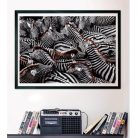 Clementoni 39729 National Geographic Collection Compact puzzle - Zebrák (1000 db)