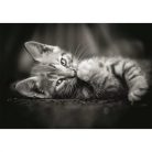 Clementoni 39950 High Quality Collection Compact puzzle - Kitty (1000 db)