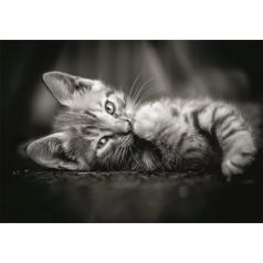   Clementoni 39950 High Quality Collection Compact puzzle - Kitty (1000 db)