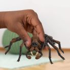 Schleich 13987 Harry Potter - Aragóg