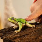 Schleich Wild Life 14882 Európai levelibéka
